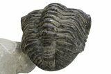 Large, Drotops Trilobite With Good Eyes - Mrakib, Morocco #171550-6